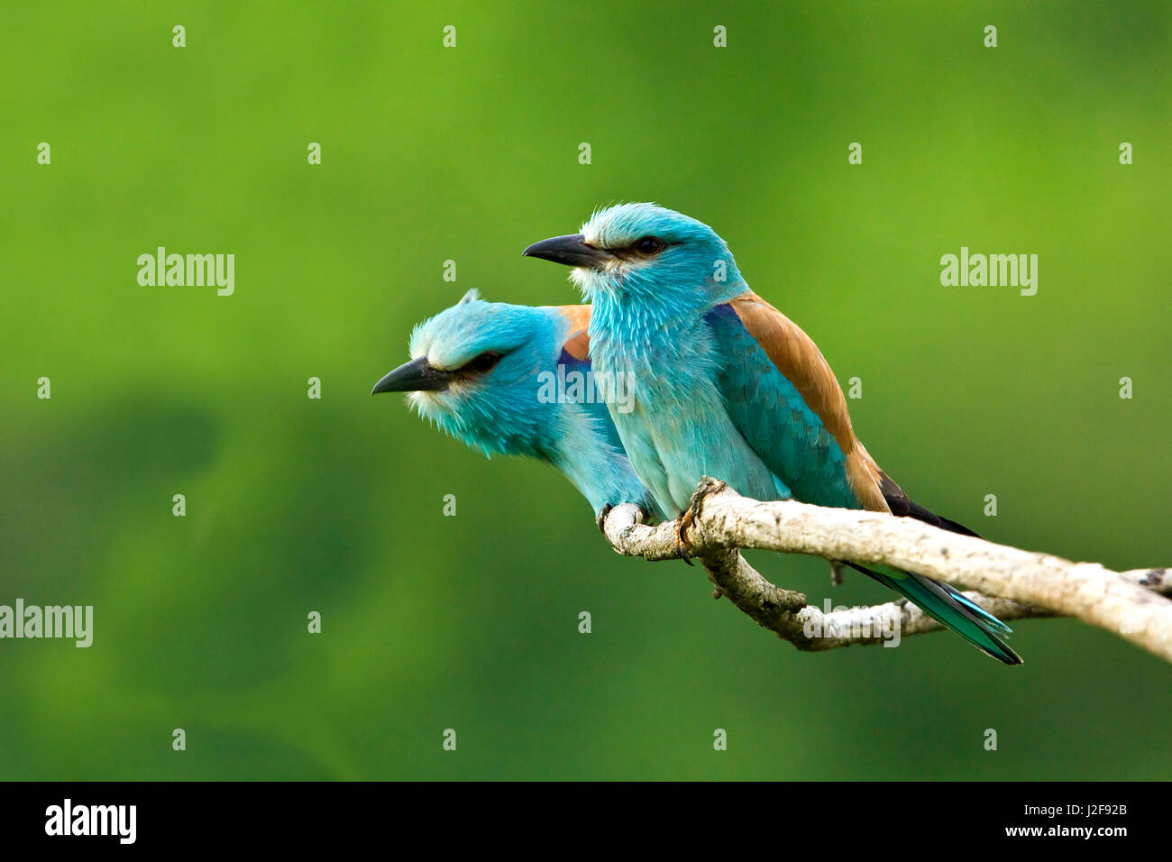 Pair European Rollers on Branch Stock Photo