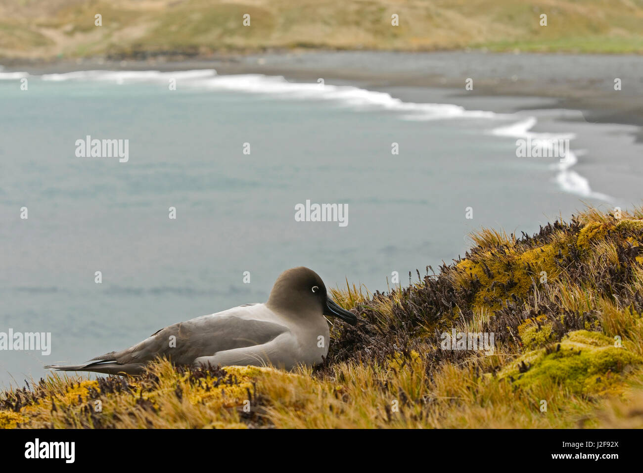 Light mantled albatross hi-res stock photography and images - Alamy