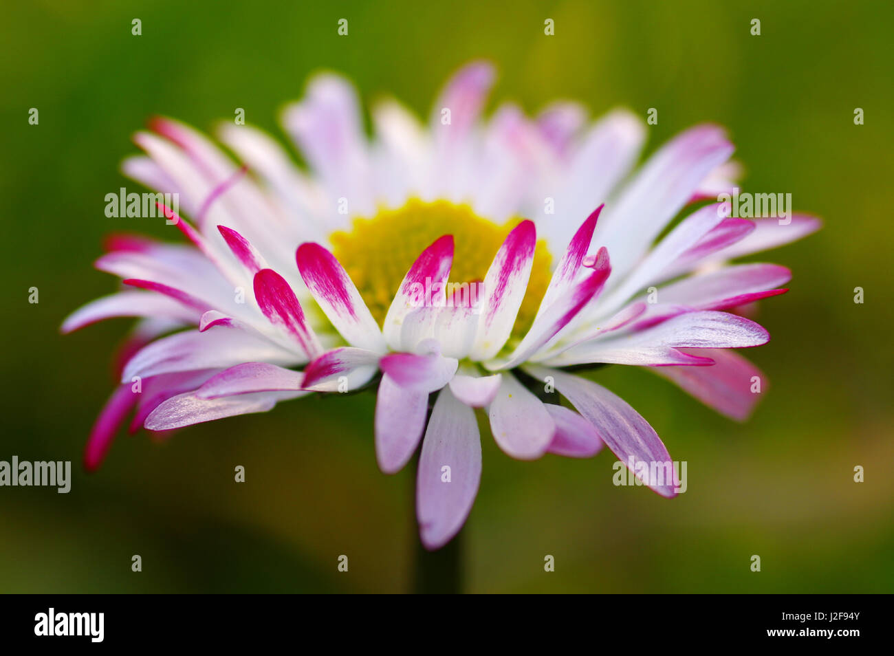 Daisy flowering Stock Photo