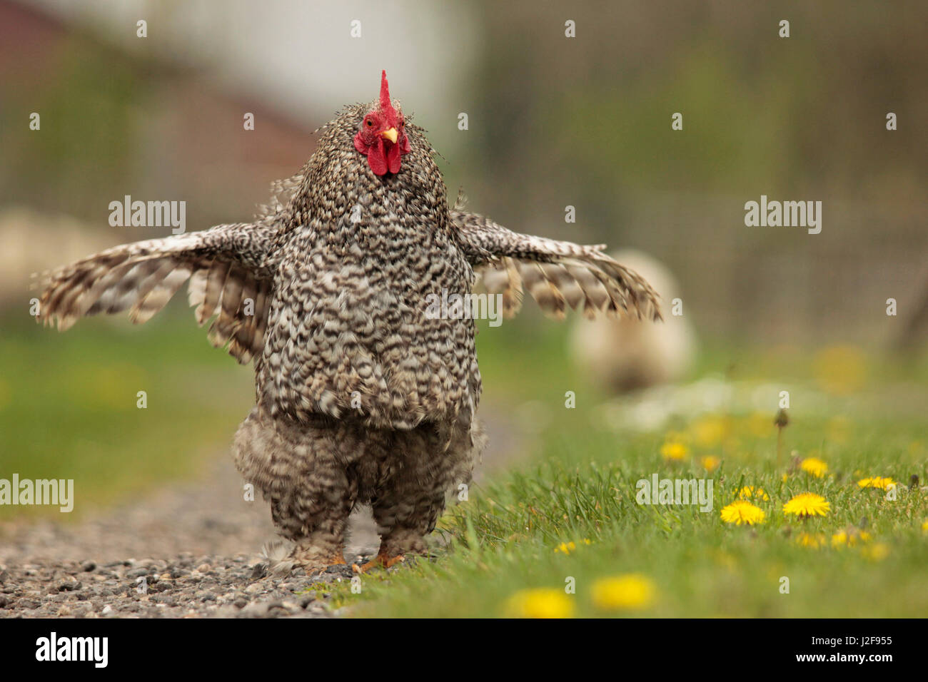 Rooster roosting. Stock Photo