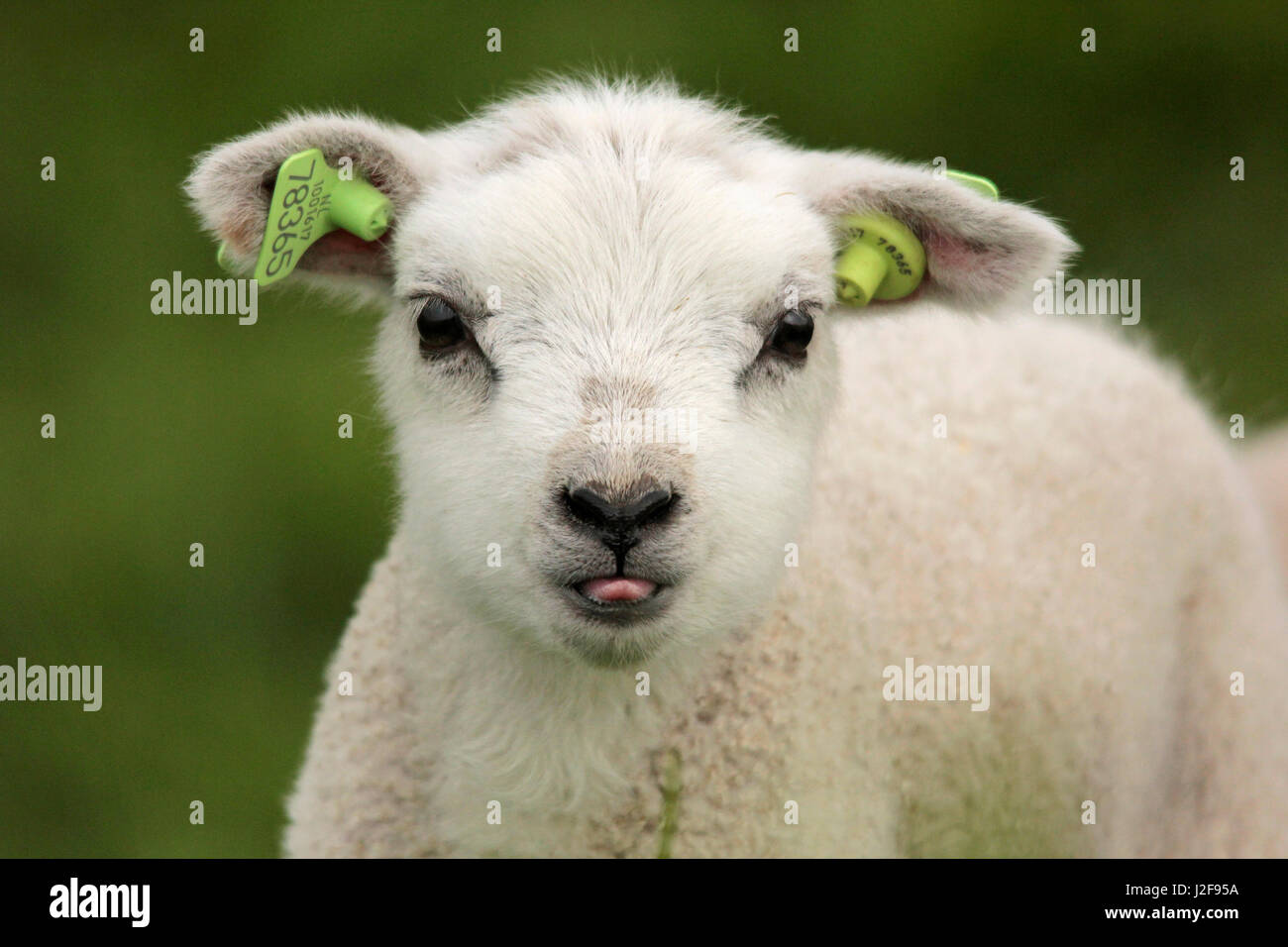 Lamb sticks out the tongue Stock Photo Alamy