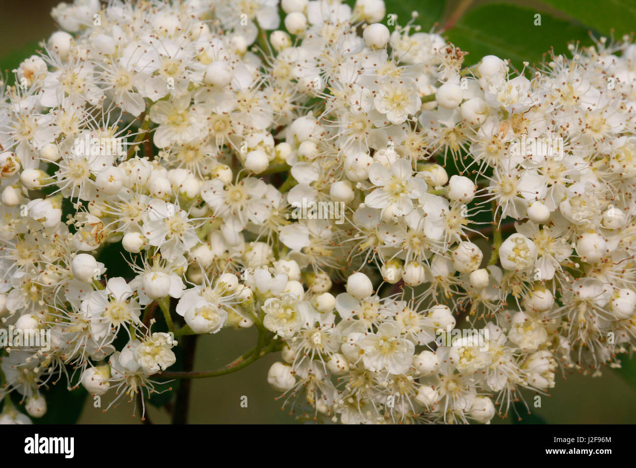 Close-up of the flowers of rowan Stock Photo