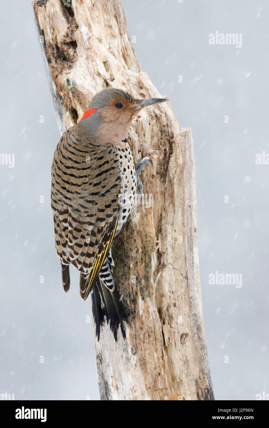 An female Northern Flicker (Colaptes auratus) hanging on a tree trunk Stock Photo