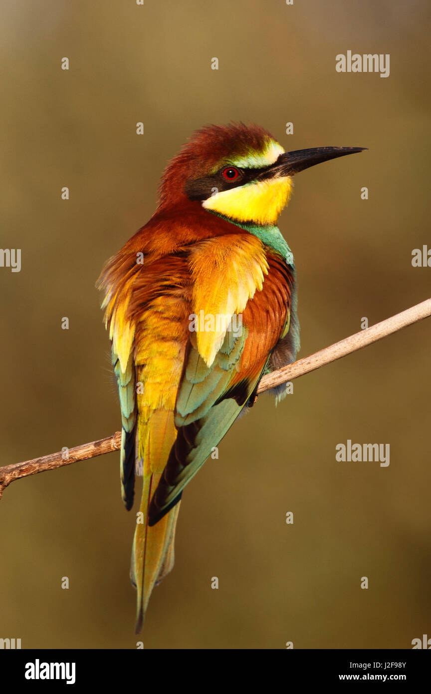 Portret of a European bee-eater in morning light in the Algarve in Portugal Stock Photo