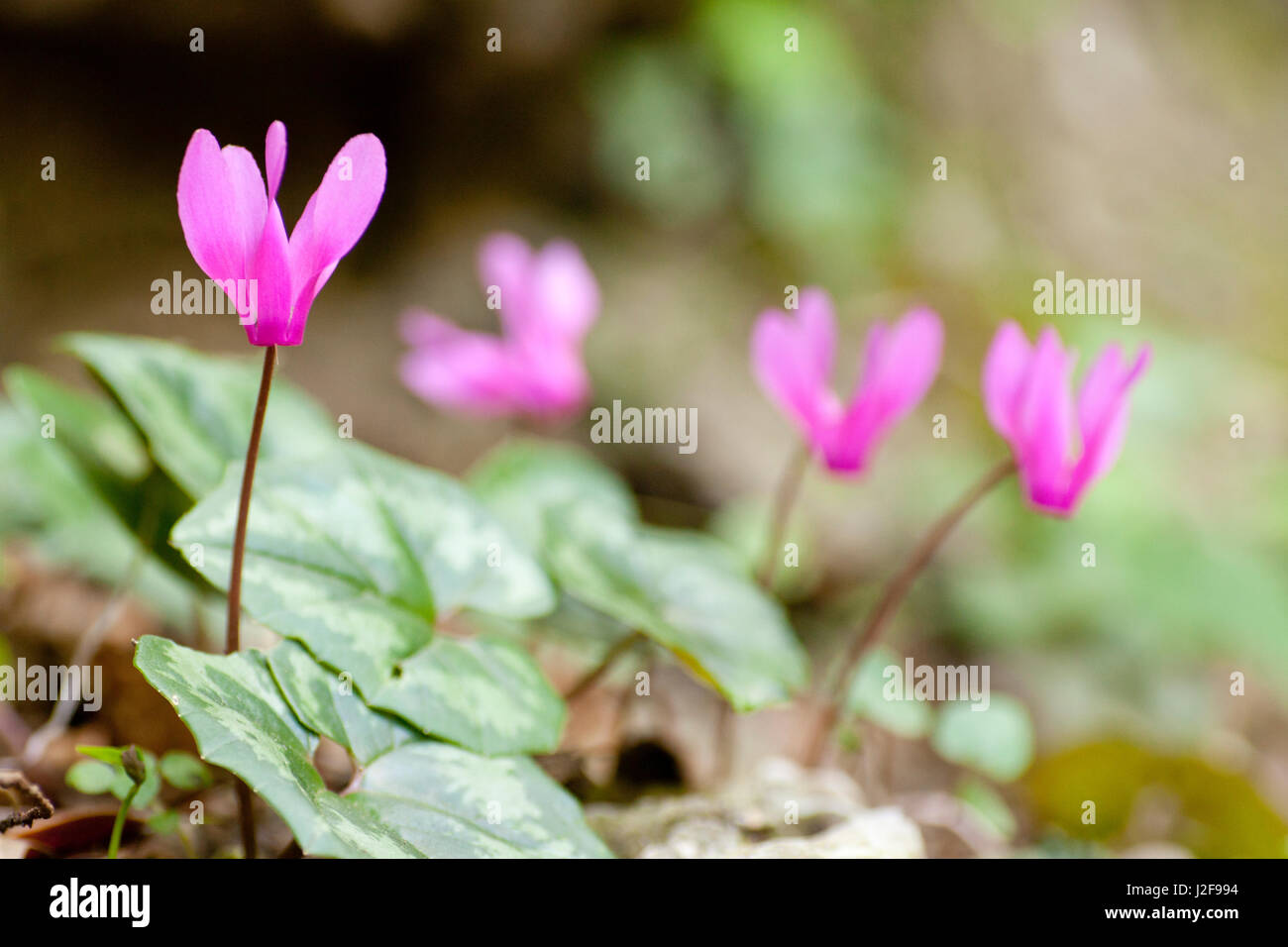 Spring sowbread is a spring species of the forest floor. It occurs in ...