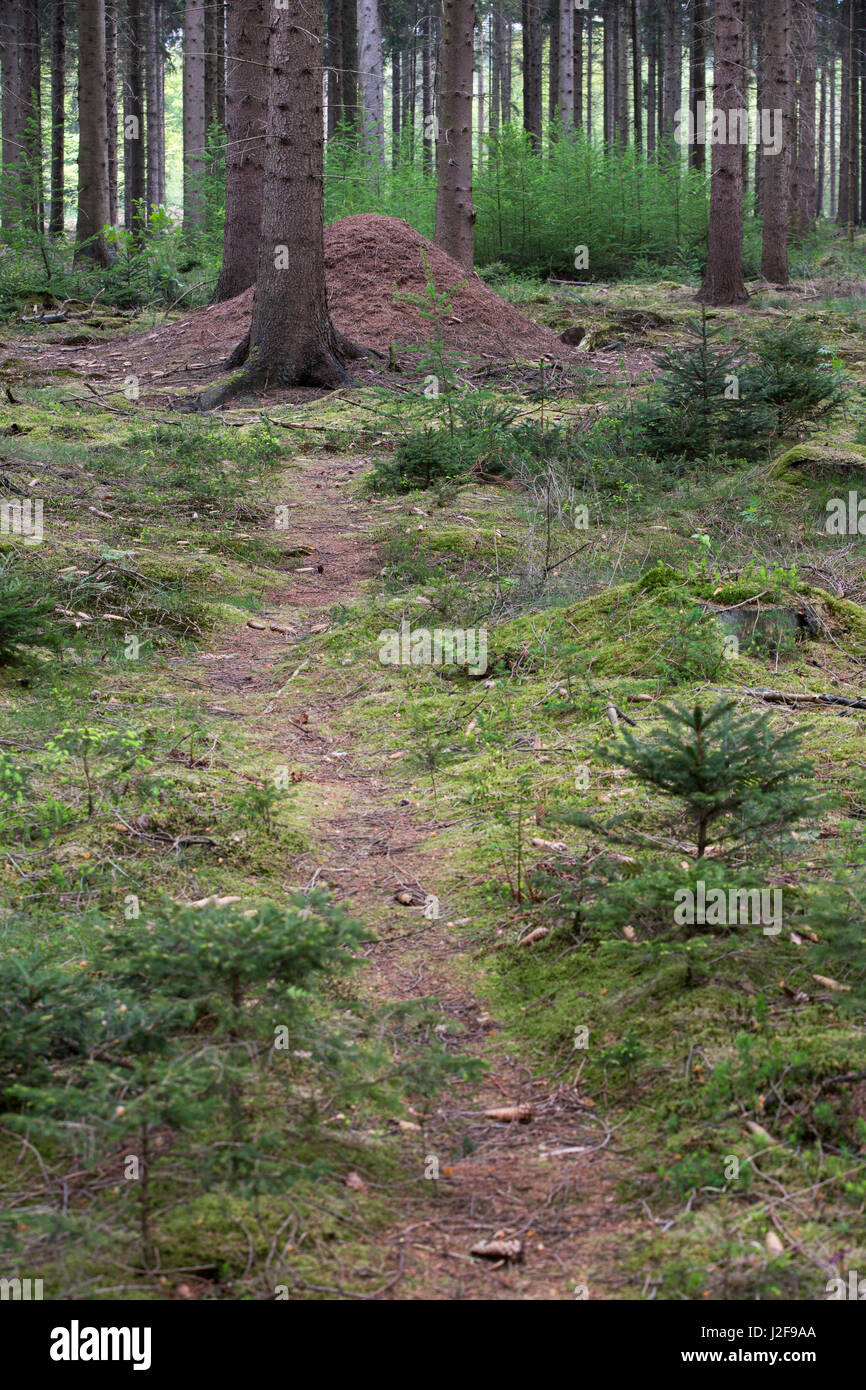 Nest of wood ants between pine trees Stock Photo Alamy