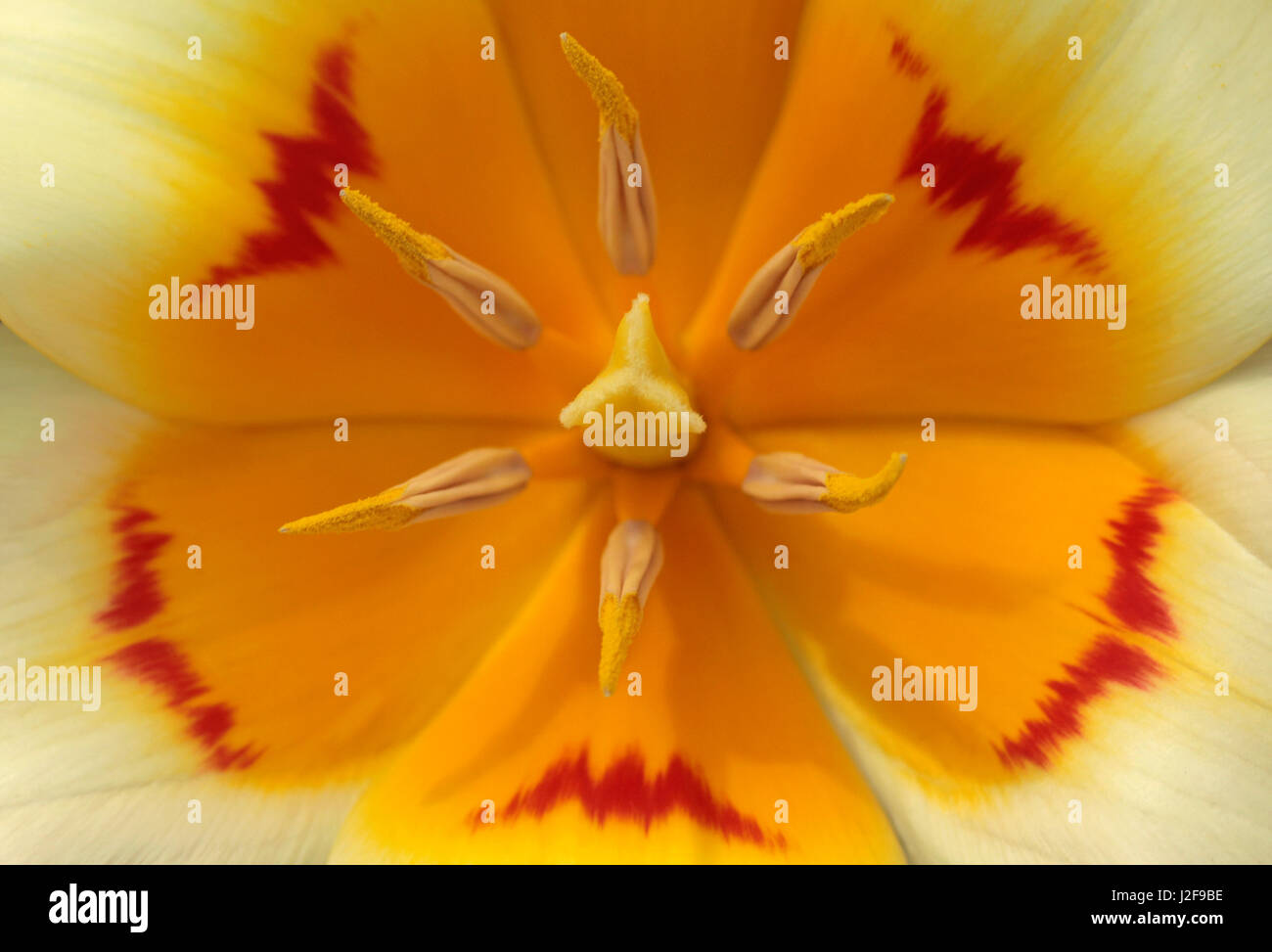 The heart of a Tulip. Stock Photo