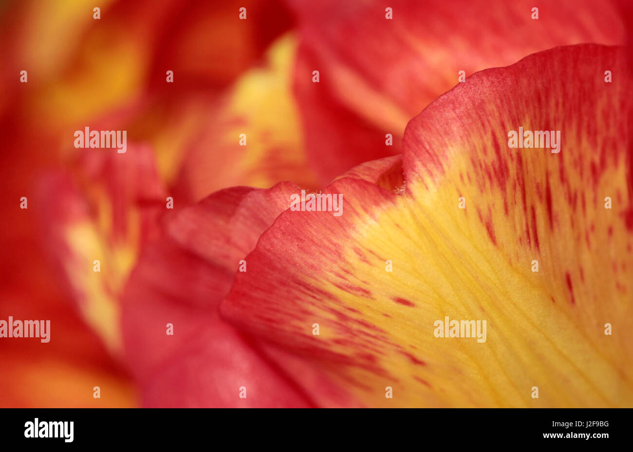 Red and yellow leaf of the flower of a Tulip. Stock Photo