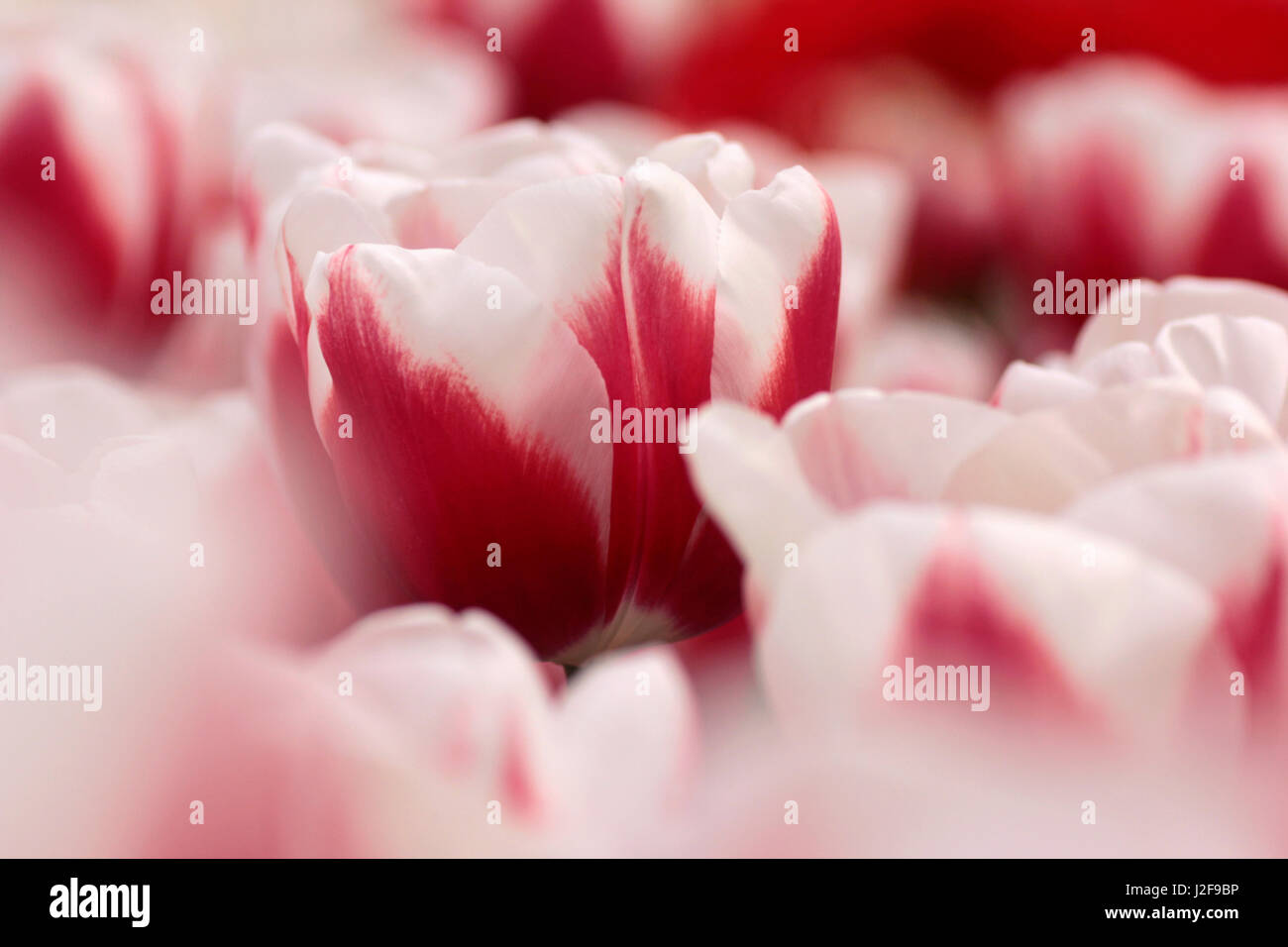 White and red tulips in close-up. Stock Photo