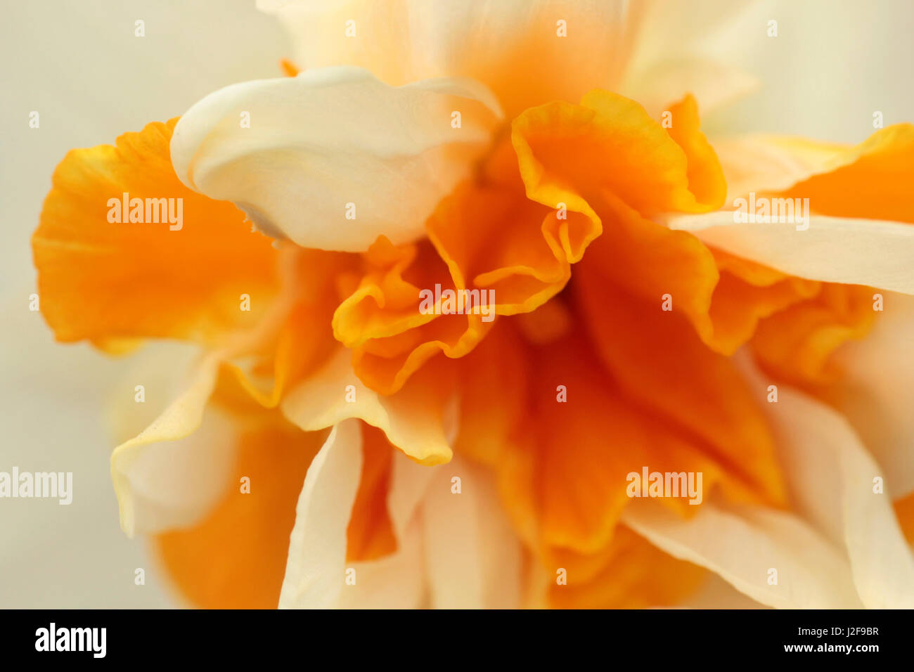 Detail of the flower of Daffodil Peach Swirl'.' Stock Photo