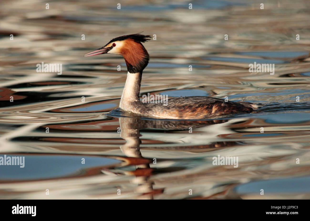 Great Crested Grebe swimming in an harbour. Stock Photo