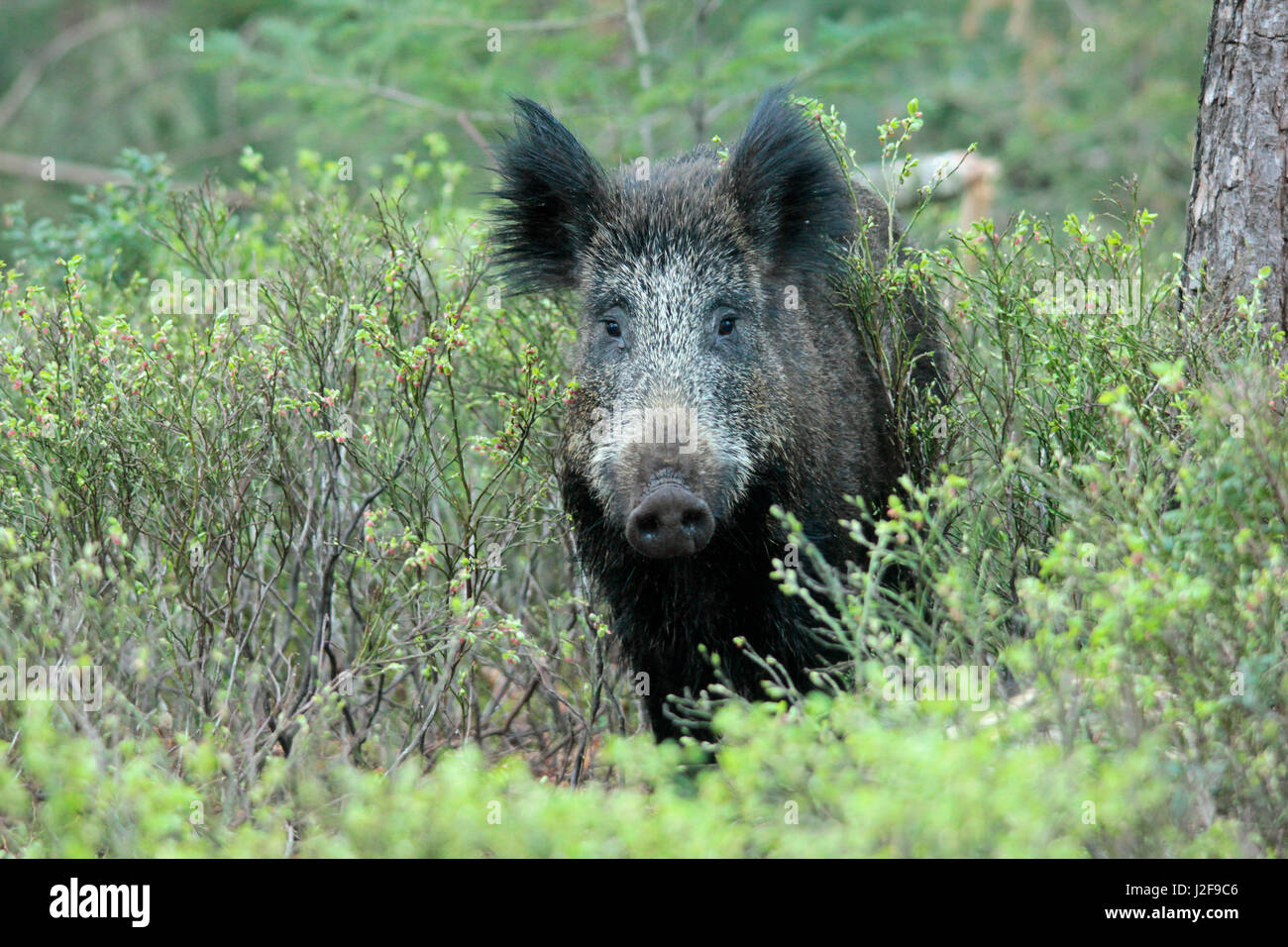 Wild boar between billberries in a forest, in a natural surrounding Stock Photo