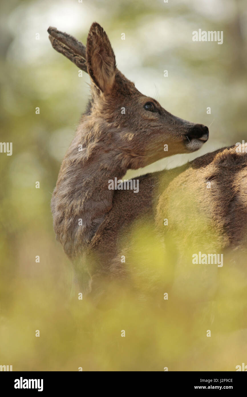 Roe Deer (Capreolus capreolus) buck in a forest in spring. Stock Photo