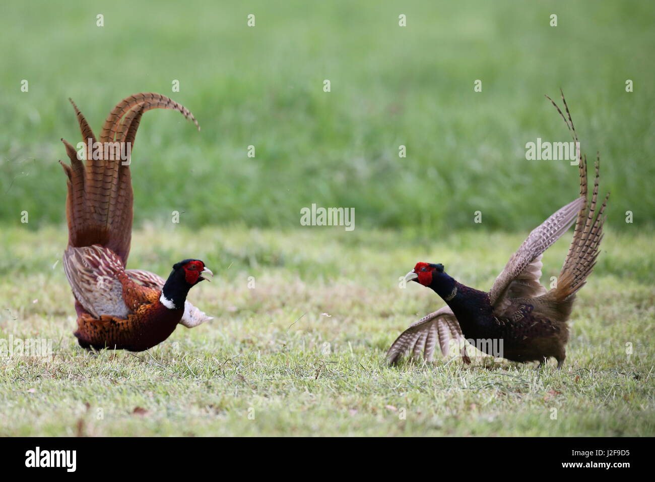 Two male Pheasants (Phasianus colchicus) fighting Stock Photo