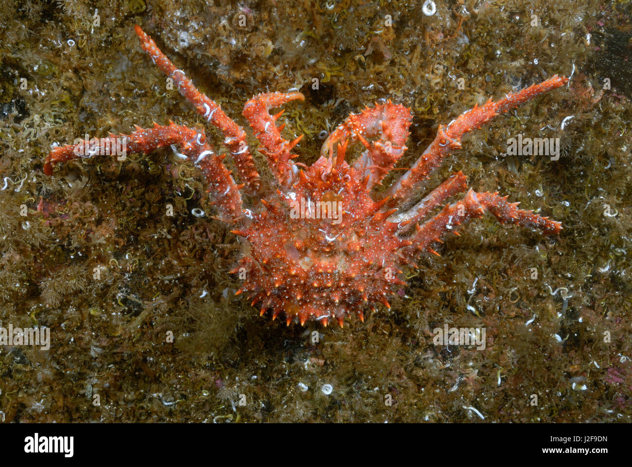 The northern stone crab is a member of the king crab species that lives