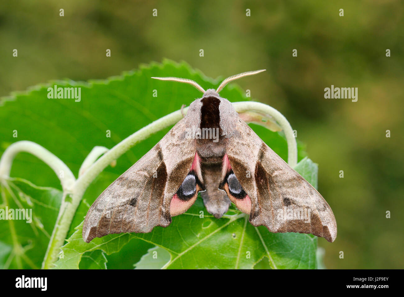 Eyed Hawk-Moth; Smerinthus ocellata Stock Photo