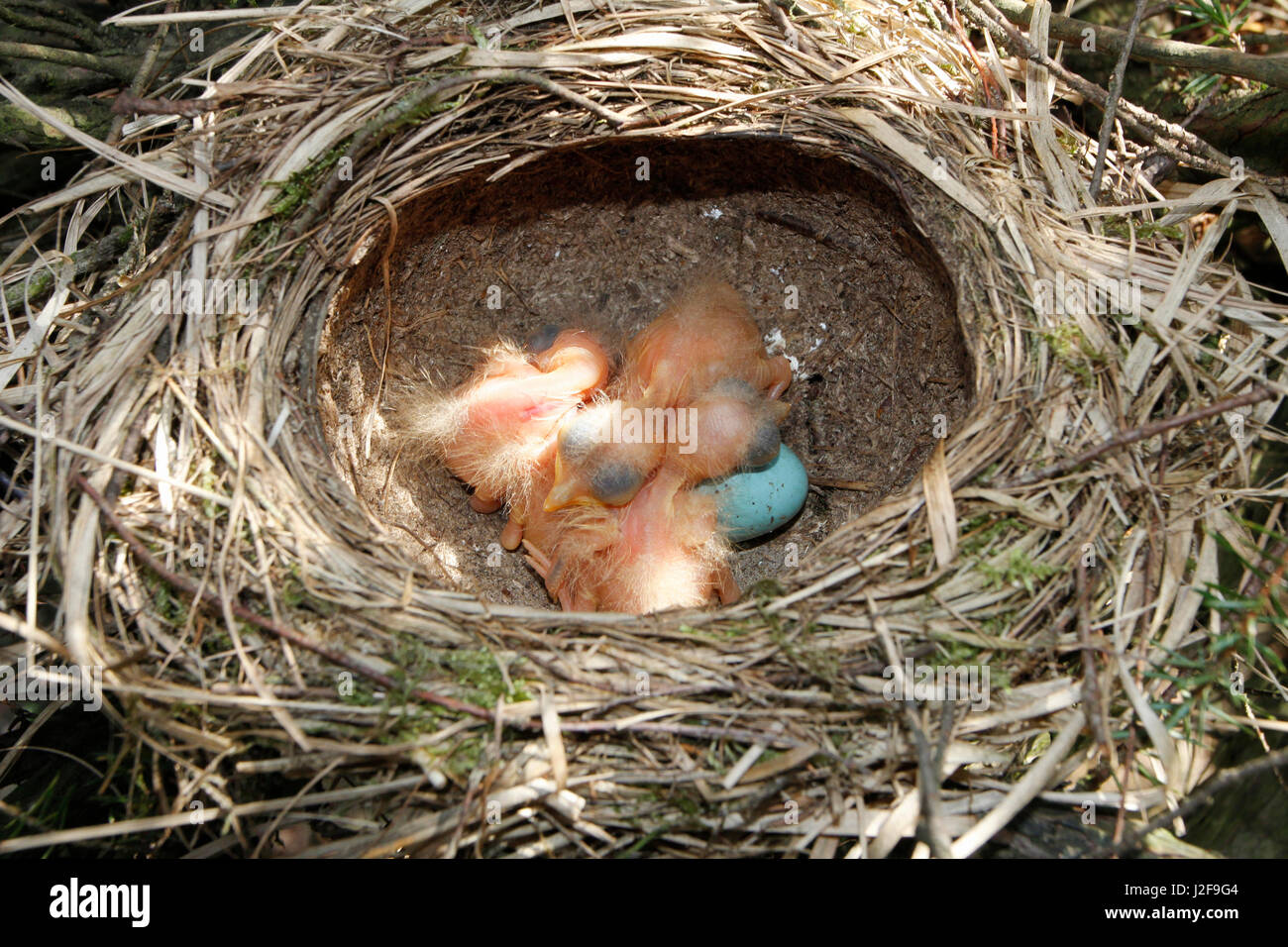 Nest of Song thrush (Turdus philomelos) with chiks and egg Stock Photo