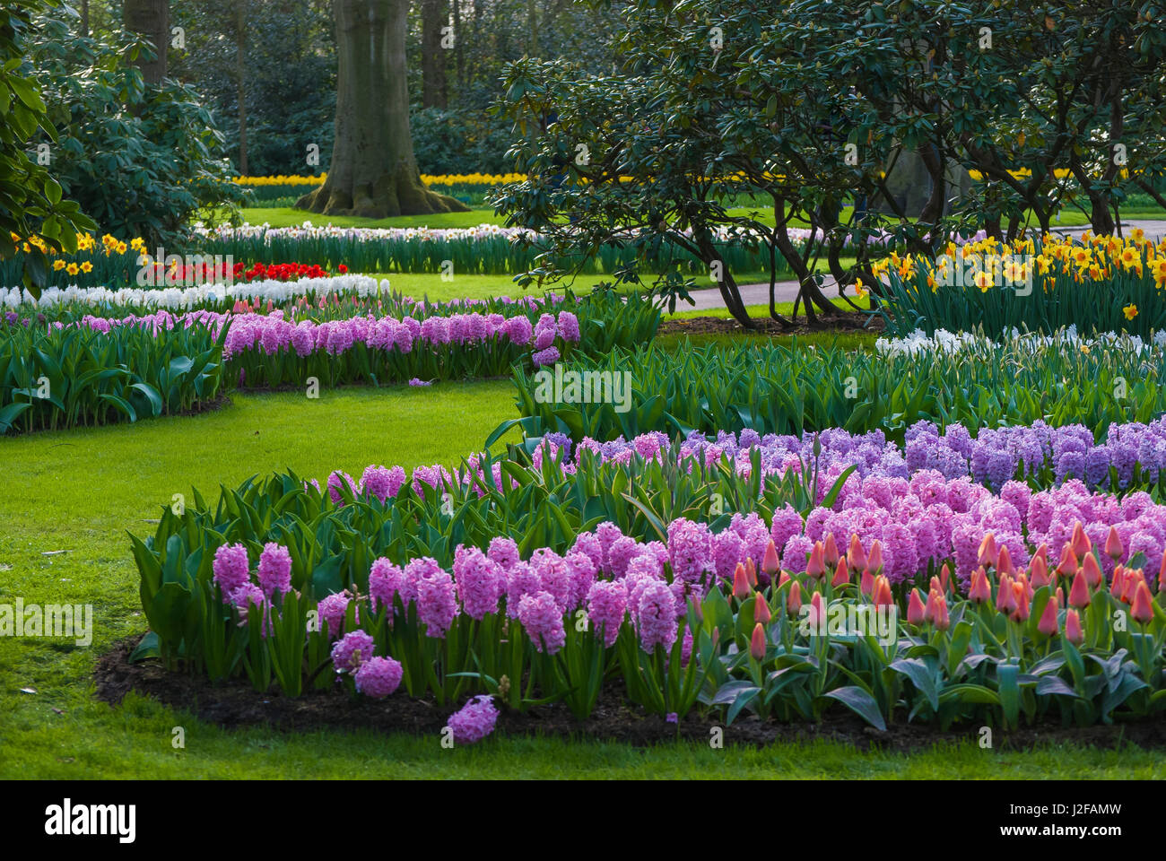 Spring flower garden with daffodils, tulips and hyacinth Stock Photo ...