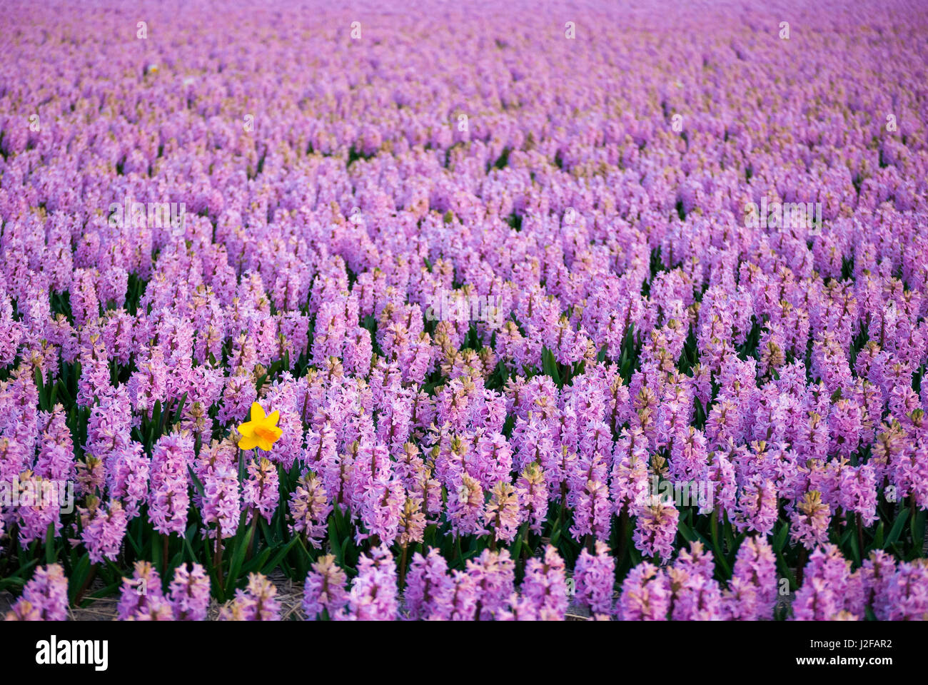 Hyacinth flower fields in famous Lisse, Holland Stock Photo - Alamy