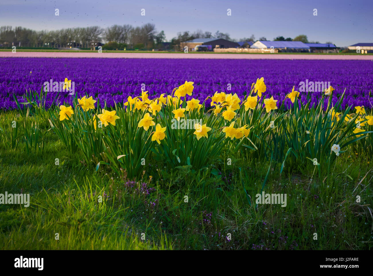 Hyacinth flower fields in famous Lisse, Holland Stock Photo - Alamy