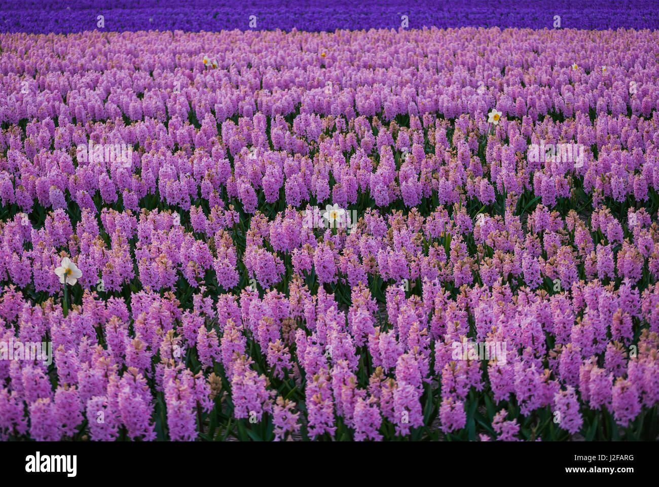 Hyacinth flower fields in famous Lisse, Holland Stock Photo - Alamy