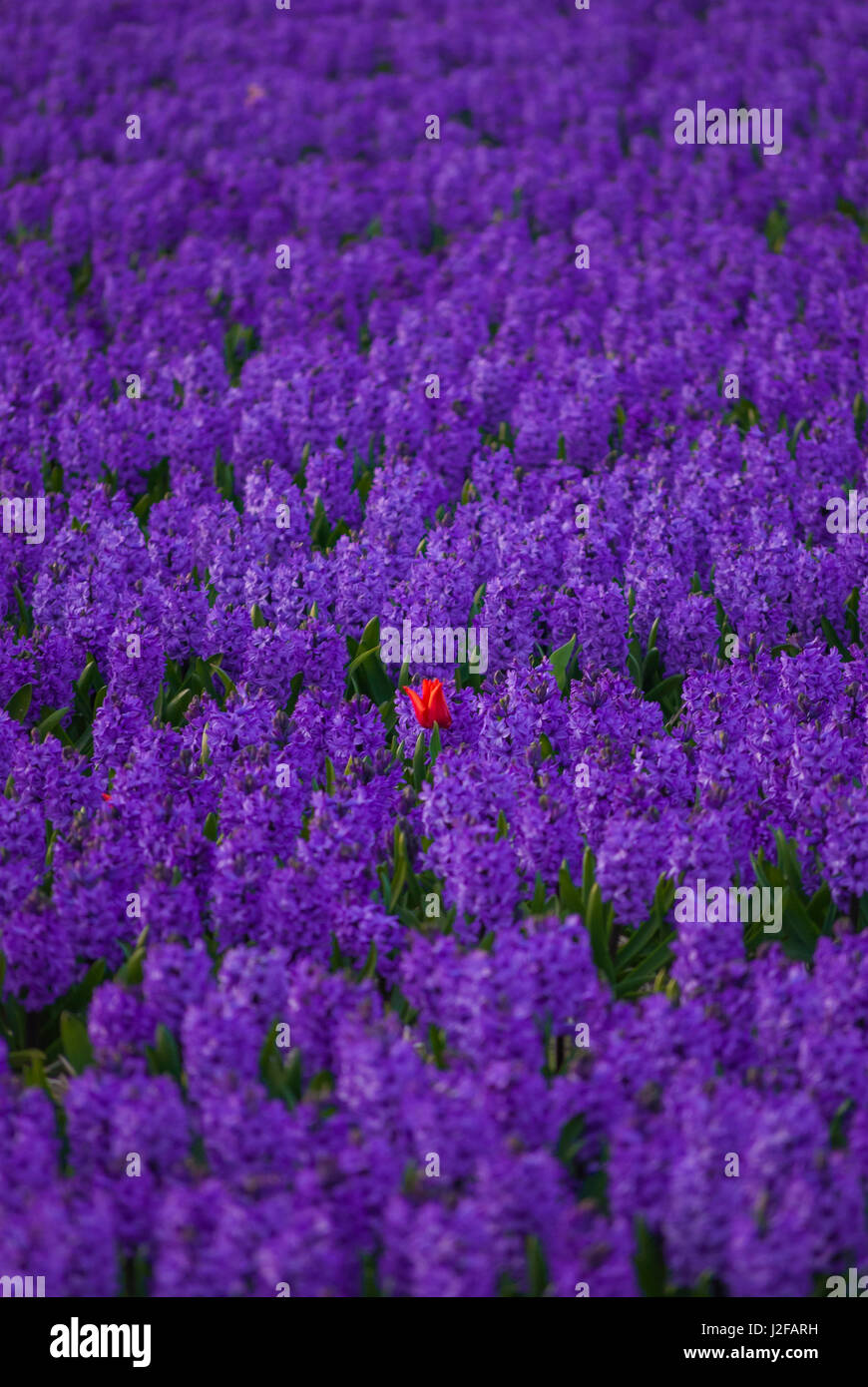 Hyacinth flower fields in famous Lisse, Holland Stock Photo - Alamy