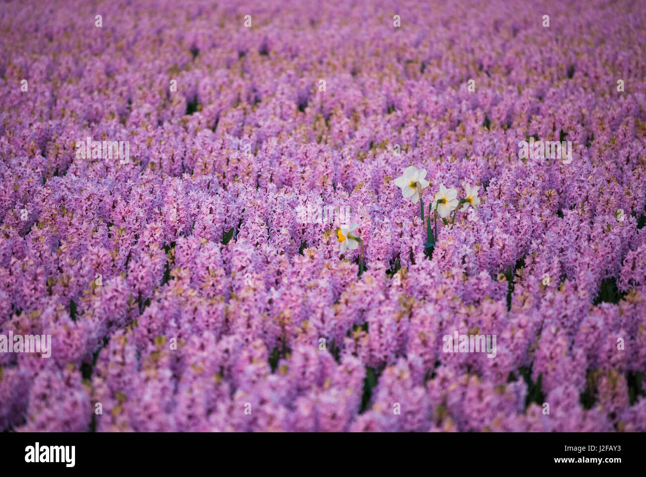 Hyacinth flower fields in famous Lisse, Holland Stock Photo - Alamy