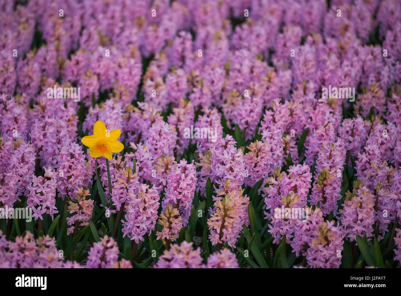 Hyacinth flower fields in famous Lisse, Holland Stock Photo - Alamy