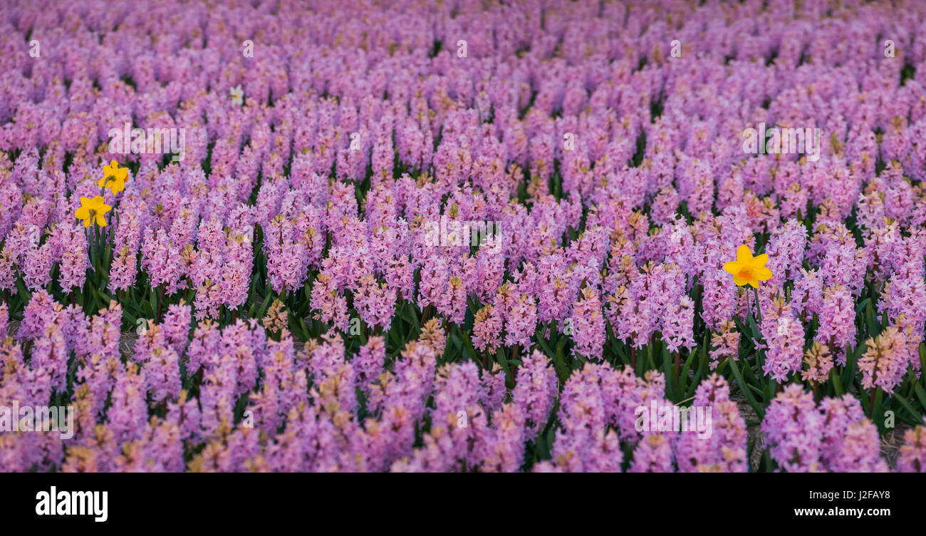 Hyacinth flower fields in famous Lisse, Holland Stock Photo - Alamy