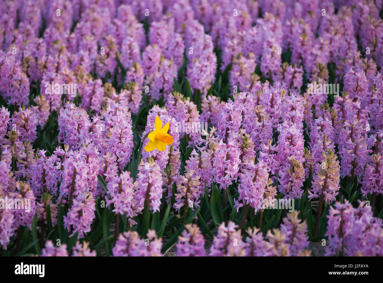 Hyacinth flower fields in famous Lisse, Holland Stock Photo - Alamy