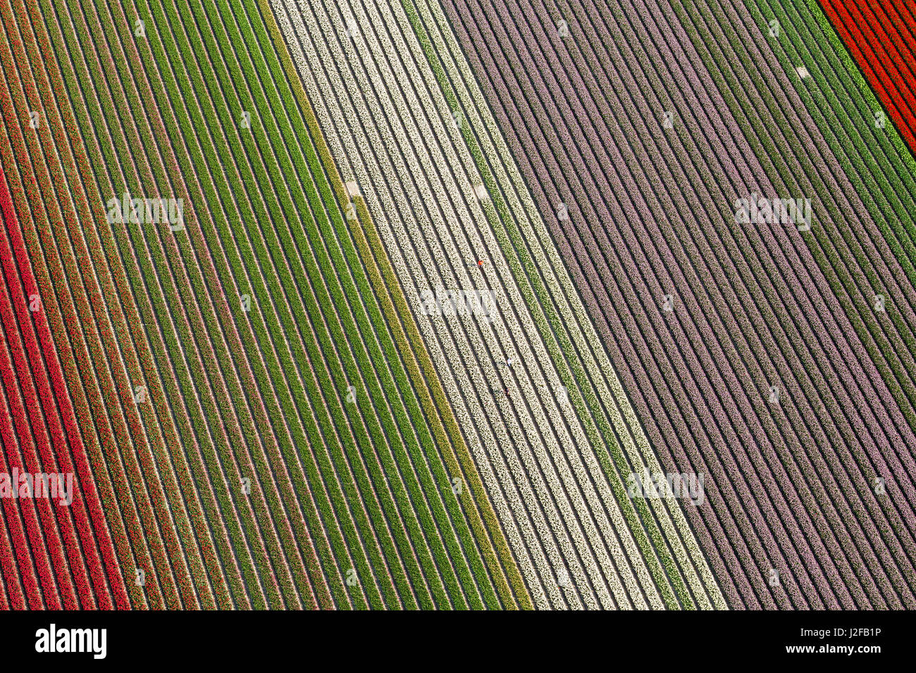 Workers in tulip fields, North Holland, Netherlands Stock Photo - Alamy