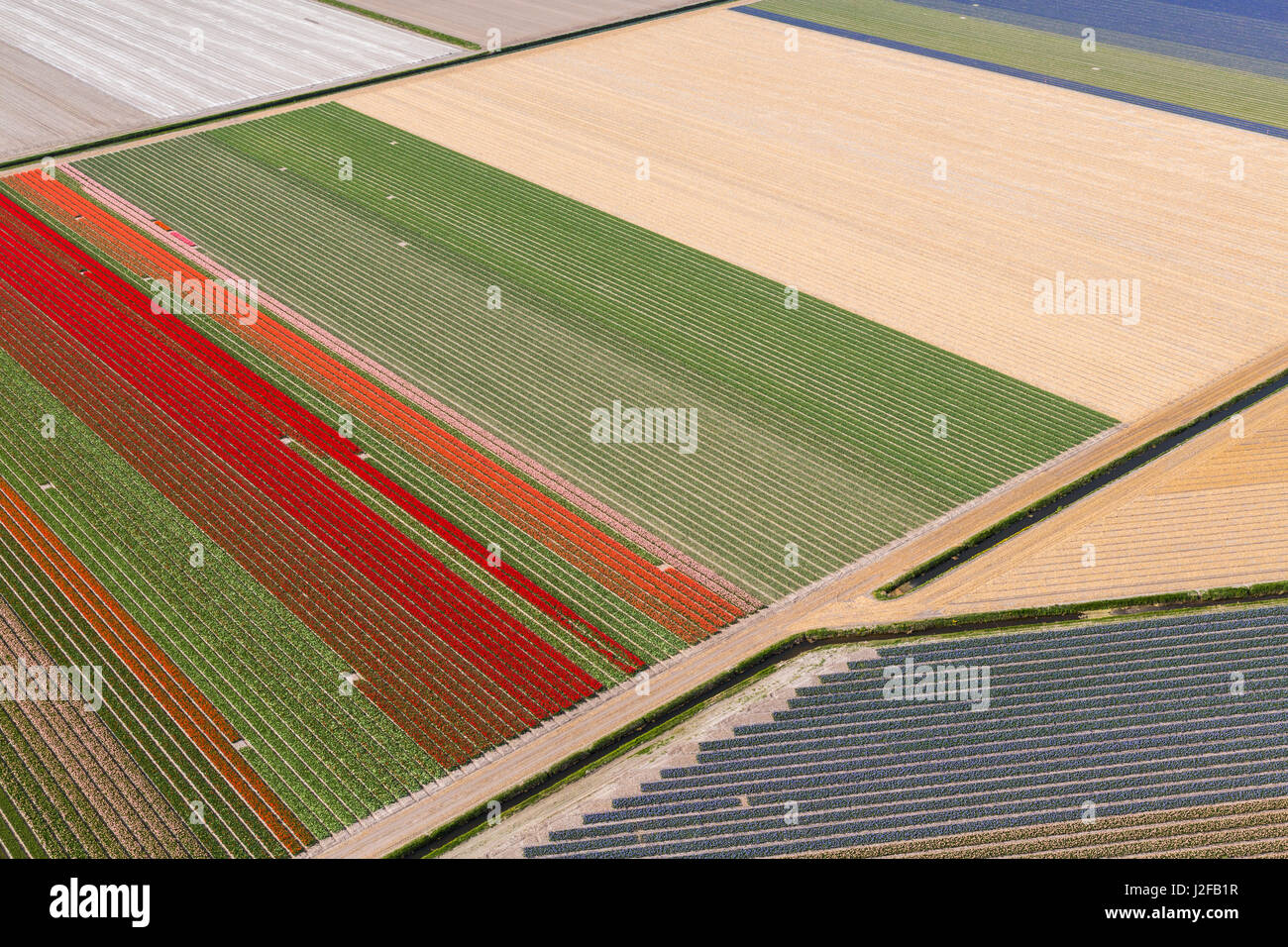 Tulip fields, North Holland, Netherlands Stock Photo - Alamy