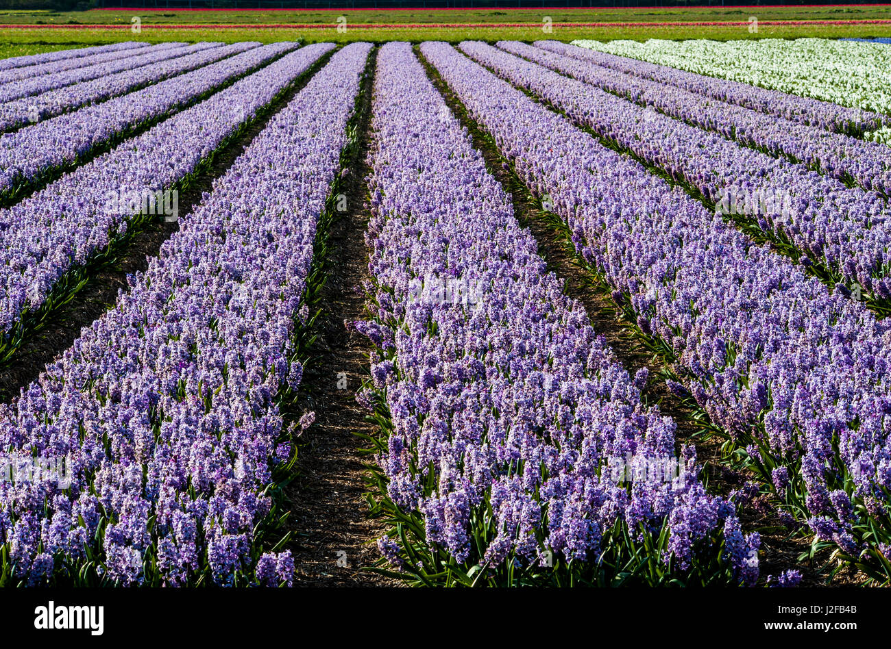 Rows and rows of hyacinths Stock Photo - Alamy