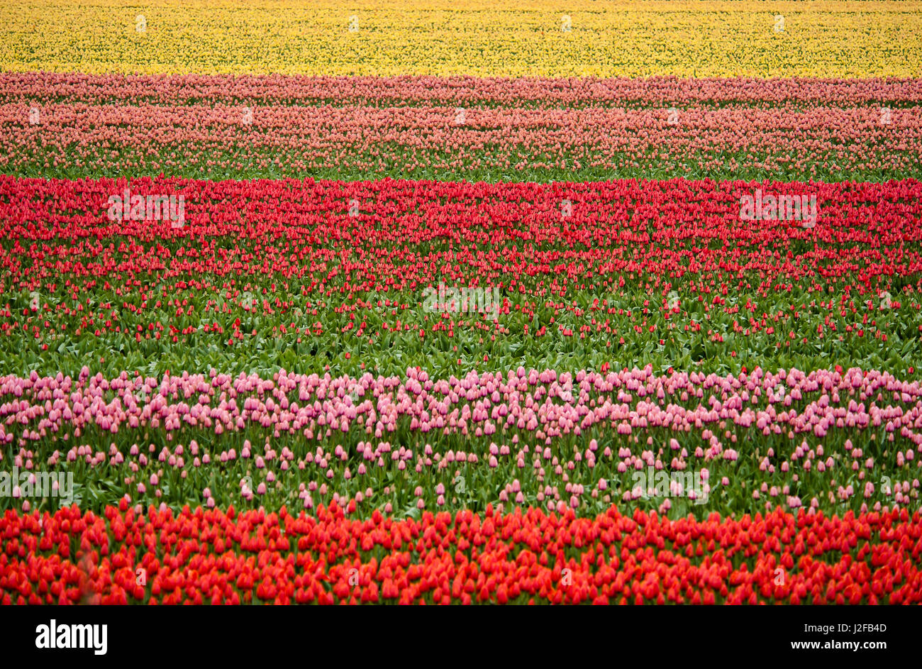 Rows and rows of colorful tulips growing in Holland Stock Photo - Alamy
