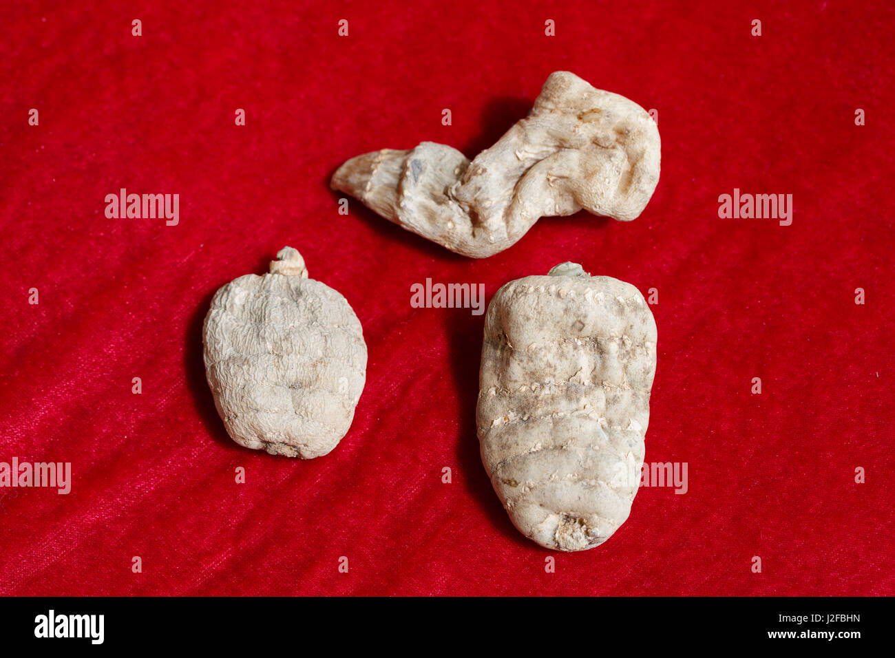 Traditional Chinese medicine Gastrodia elata Stock Photo Alamy