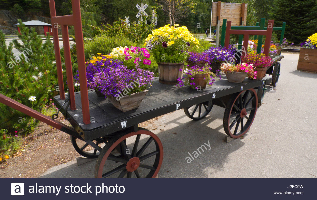 Flowering Annuals High Resolution Stock Photography and Images - Alamy