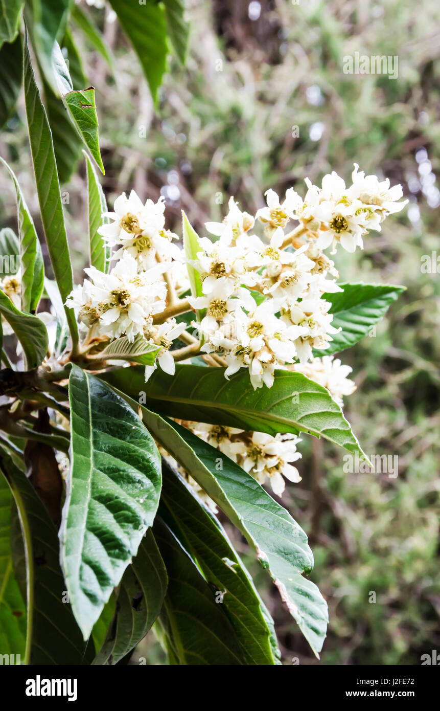 Flowers of the Loquat tree. Eriobotrya japonica. Stock Photo