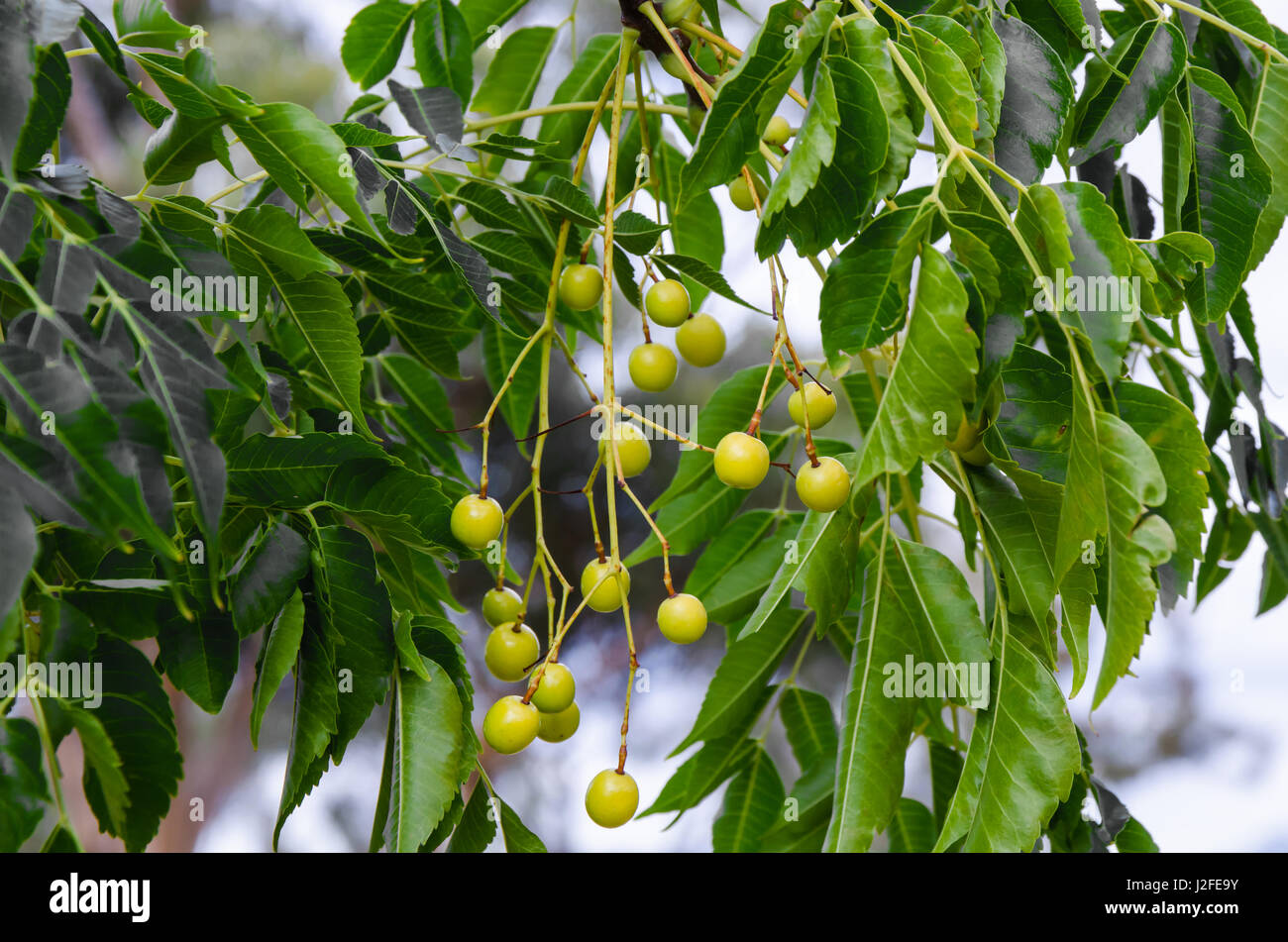 Chinaberry, White Cedar berries and leaves Stock Photo