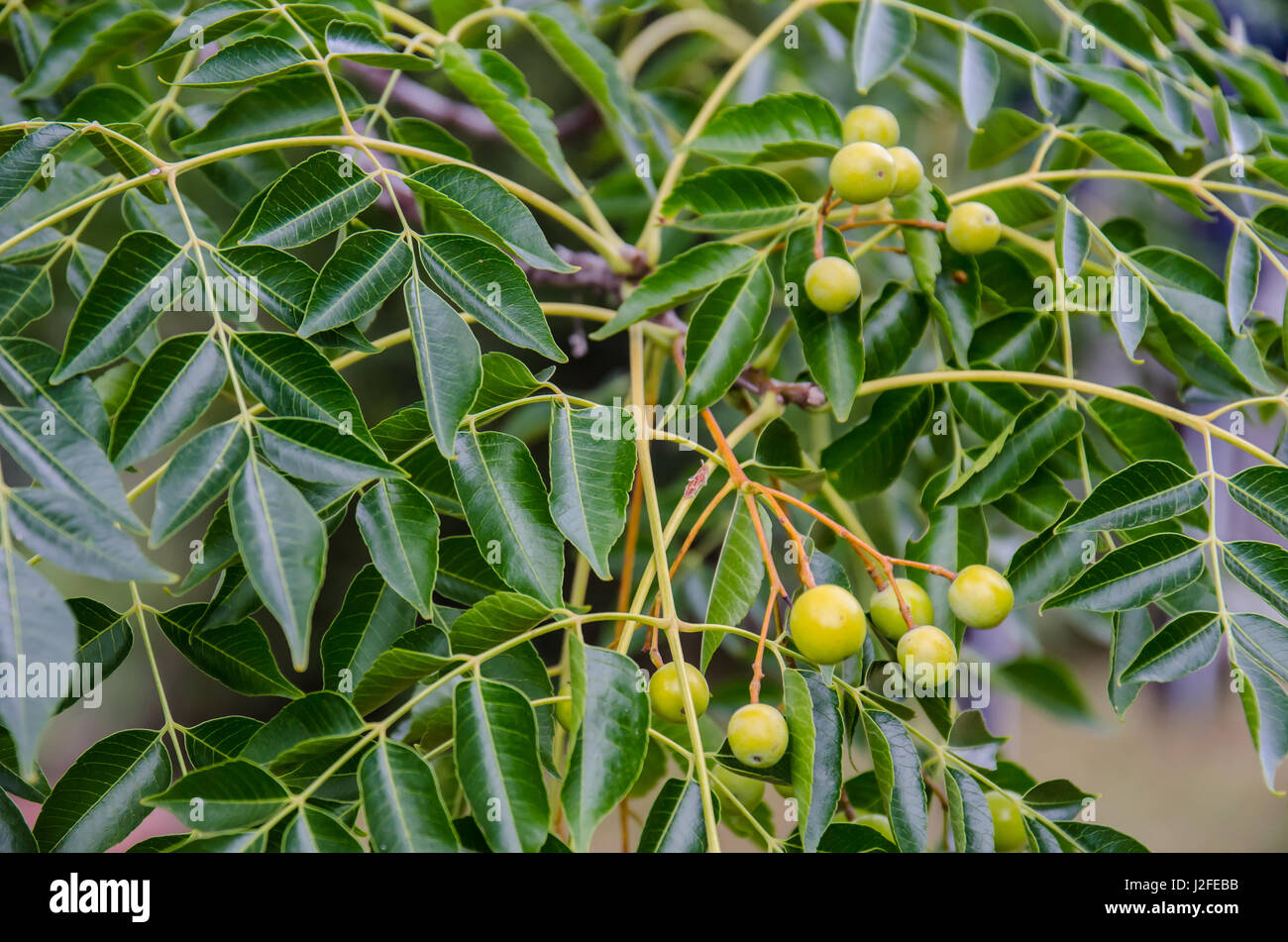 Chinaberry, White Cedar berries and leaves Stock Photo