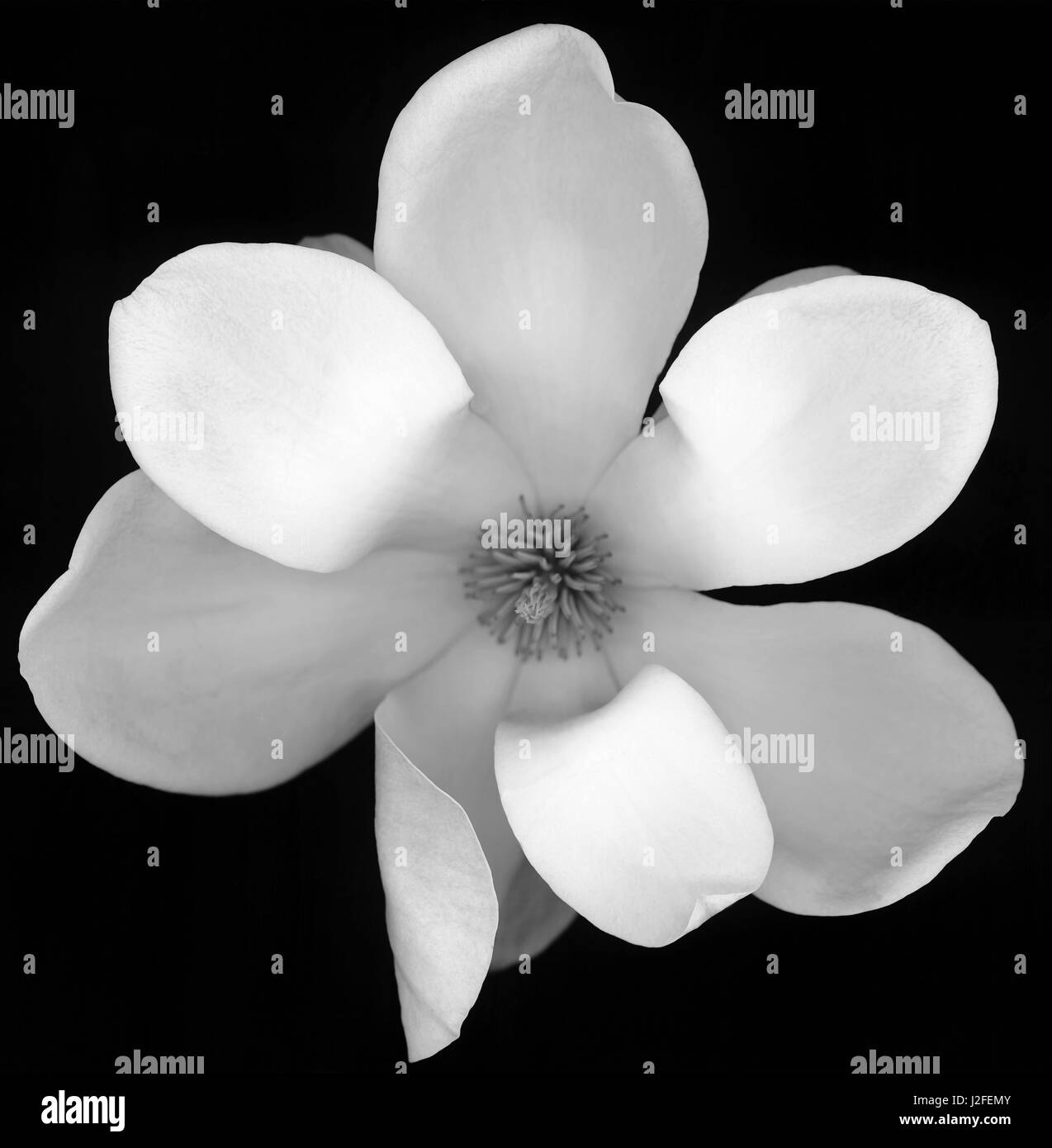 Black and White Magnolia Flower Stock Photo Alamy