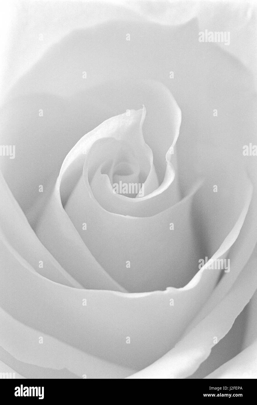 Black and White Rose Abstract Stock Photo Alamy