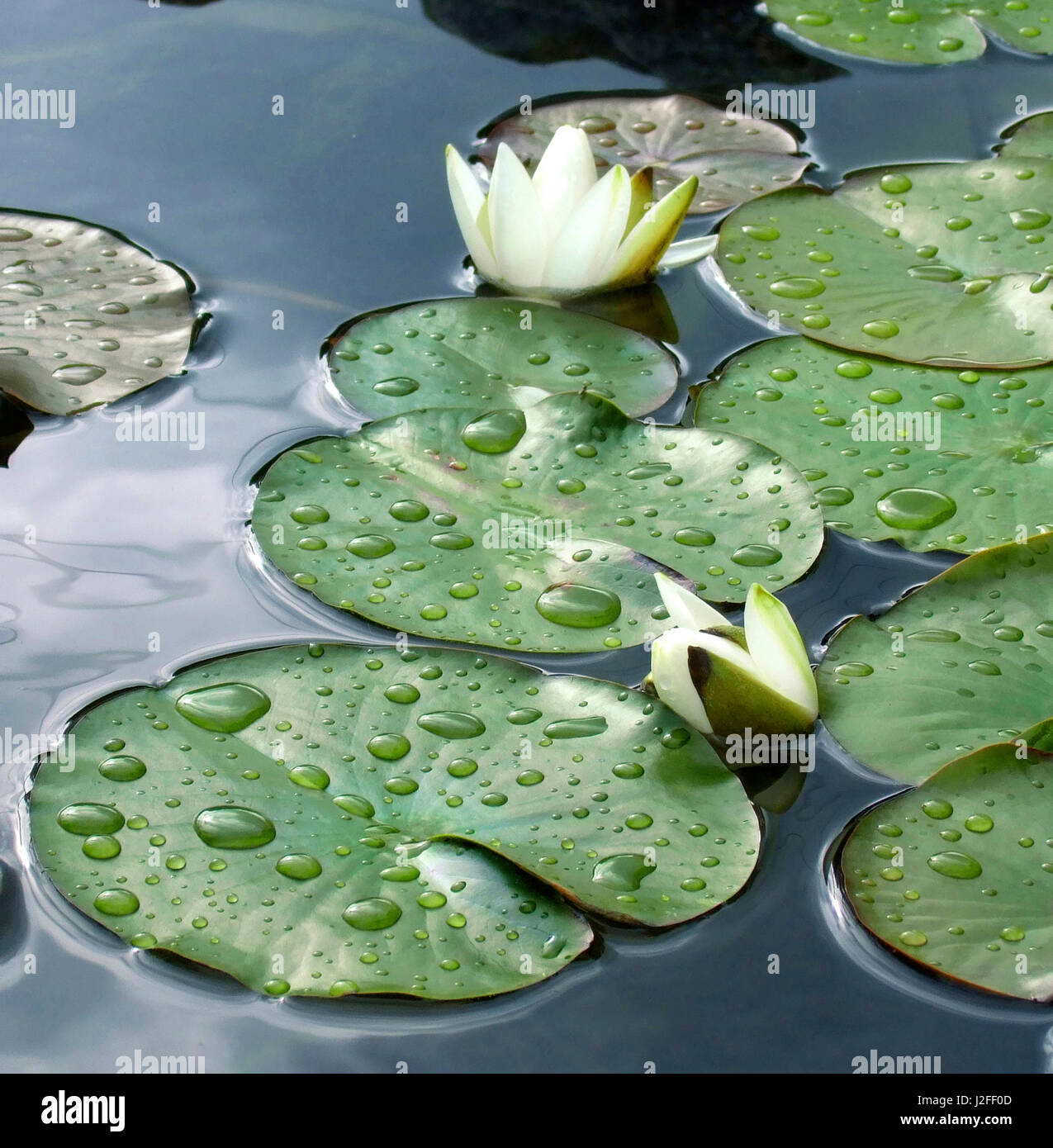 Water Lily Pond Stock Photo - Alamy