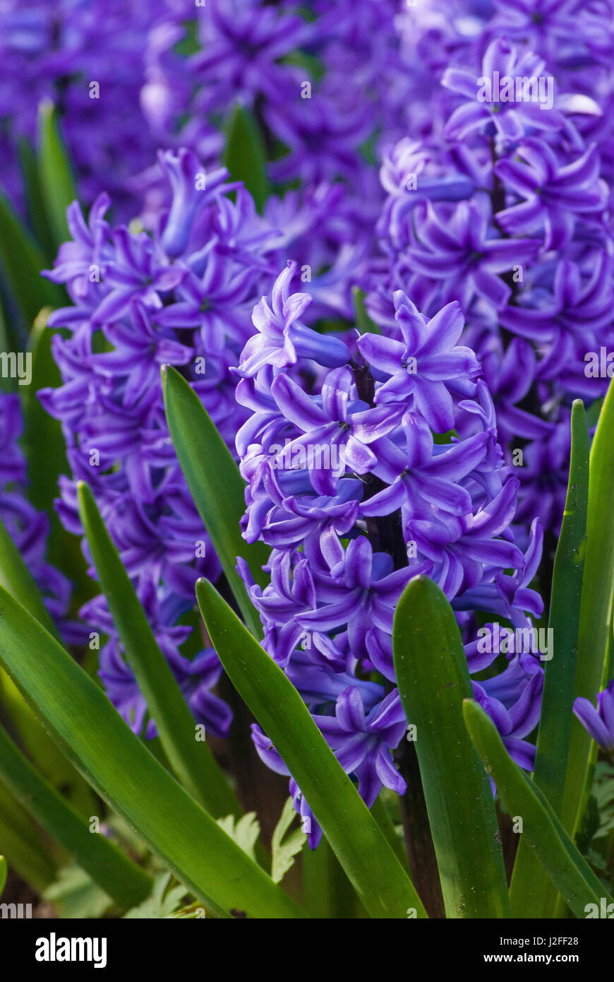 Hyacinth in bloom Stock Photo Alamy