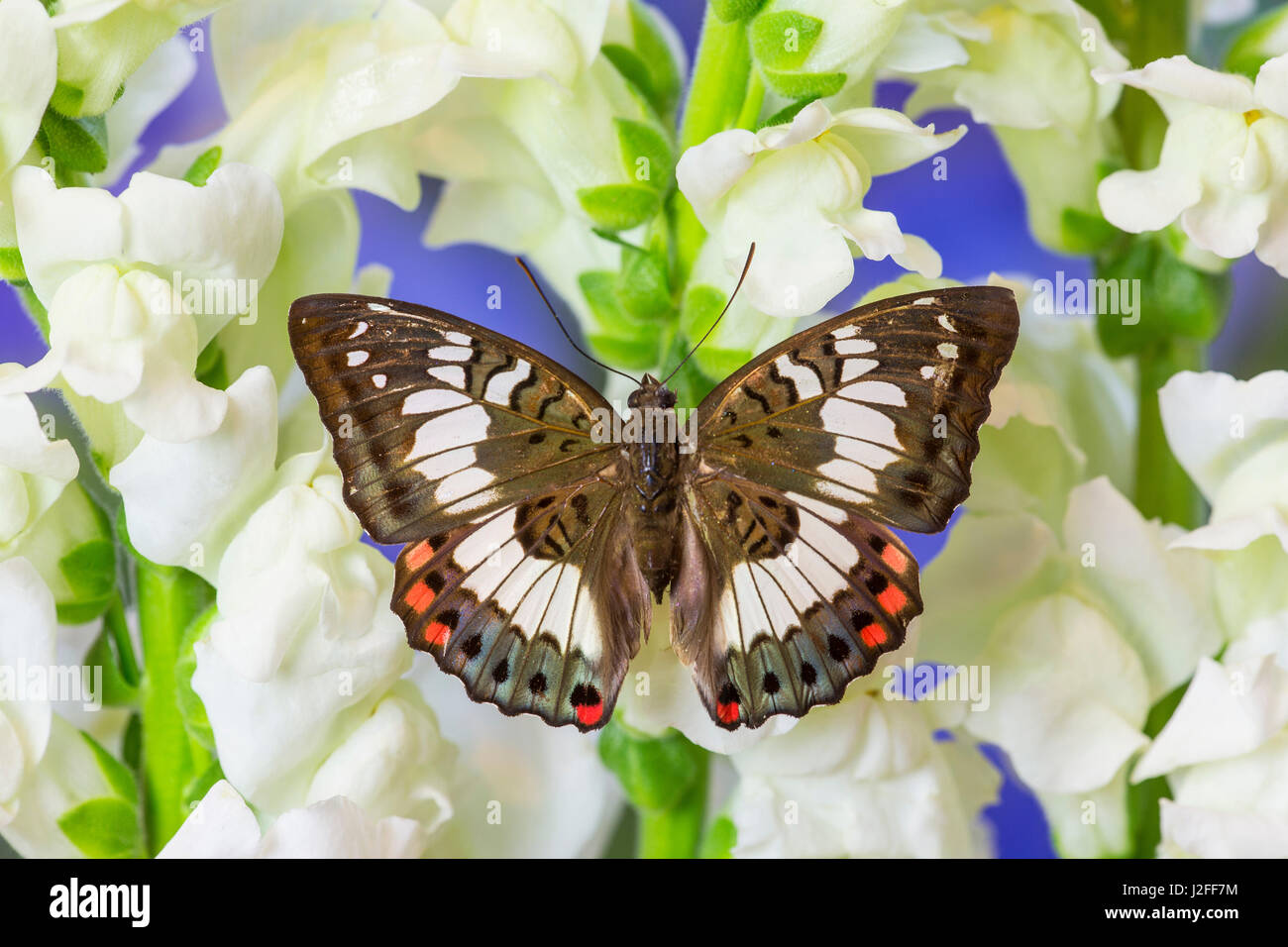Butterfly, female, Euthalia adonia adonia in the Nymphalidae family Stock Photo