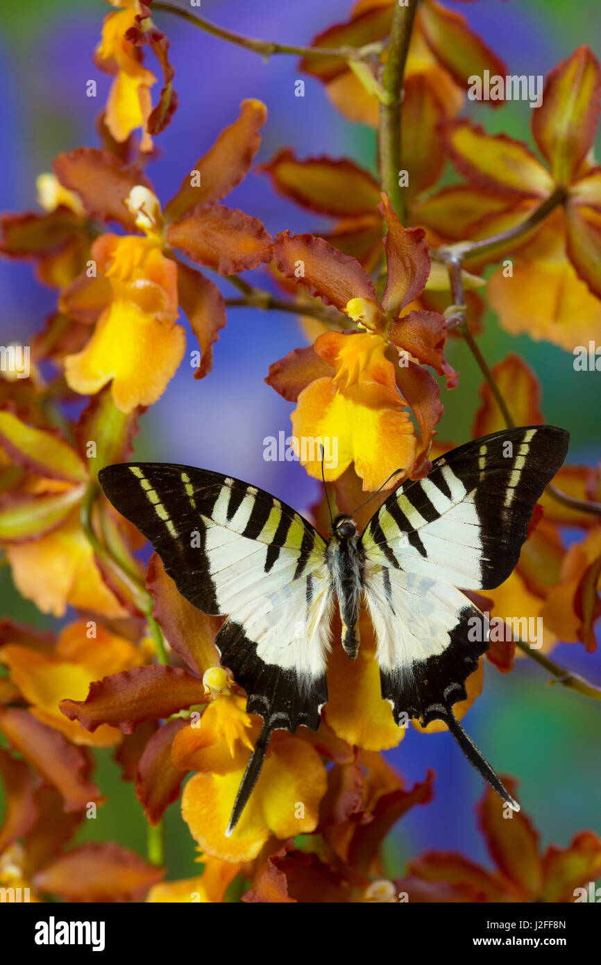 Swallowtail Butterfly Graphium atratus Stock Photo - Alamy