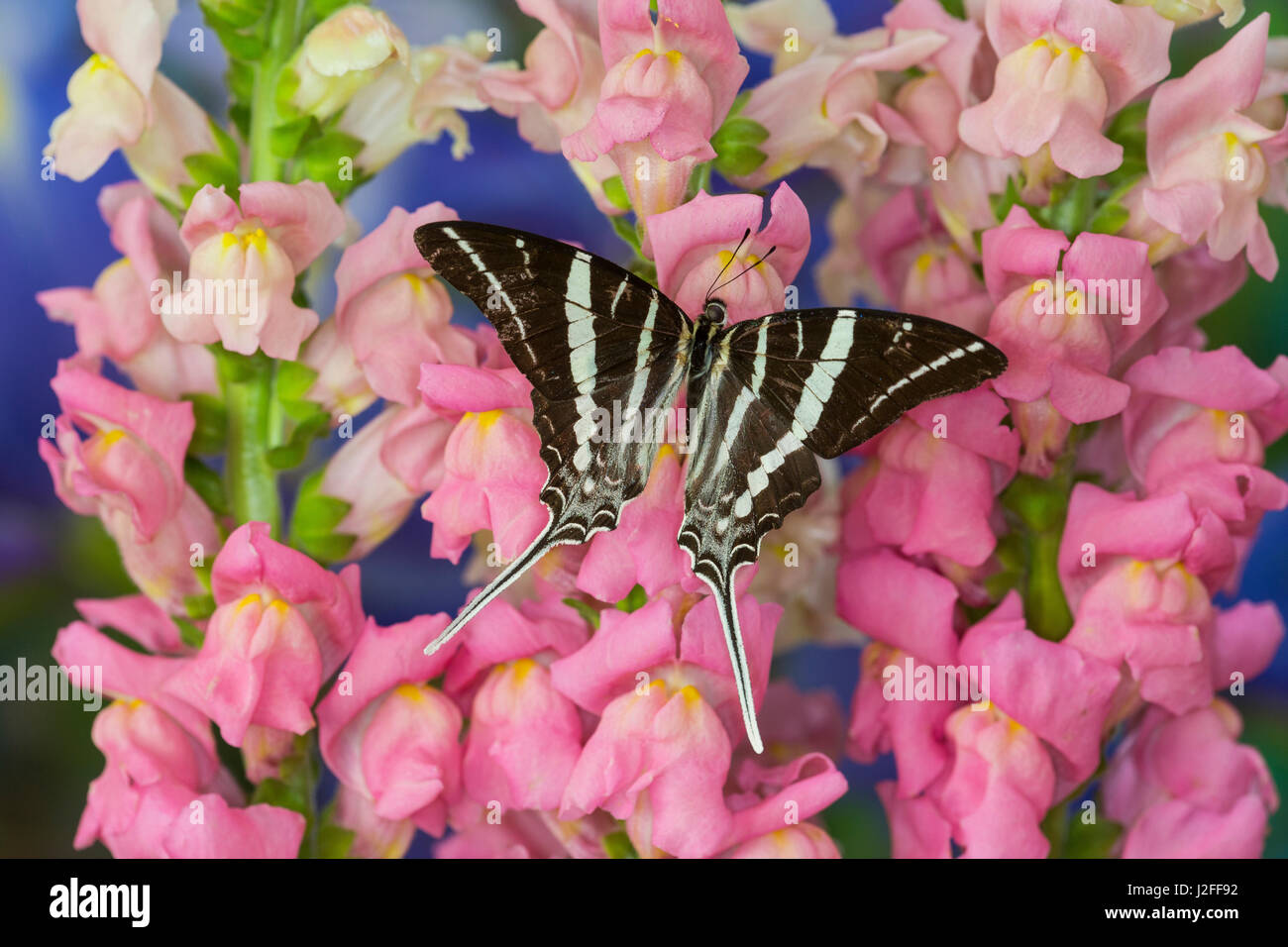 Rhesus Swallowtail Butterfly, Graphium rhesus Stock Photo - Alamy