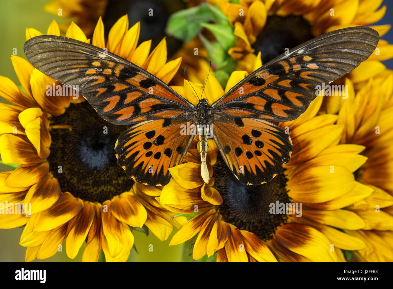 Giant African Swallowtail Butterfly, Papilio antimachus Stock Photo