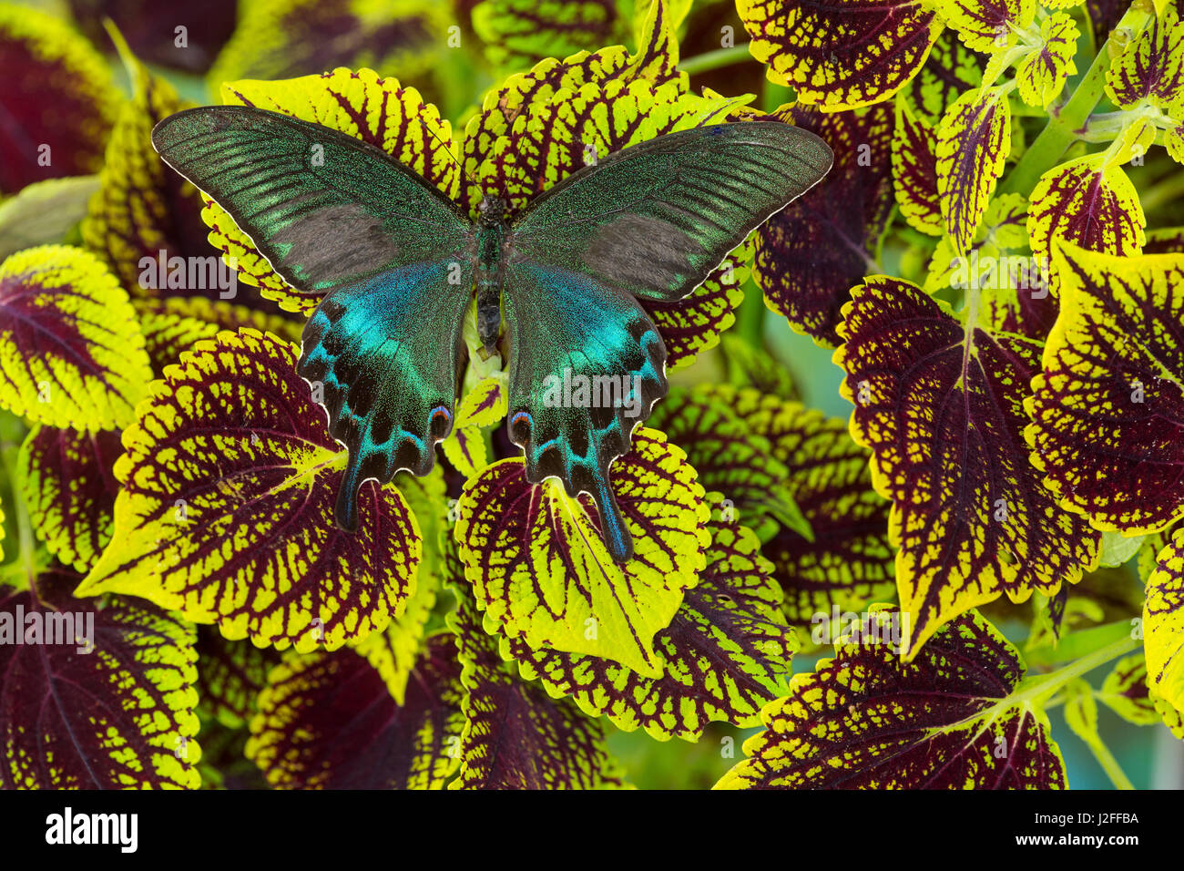 Common Peacock Swallowtail Butterfly, Papilio bianor Stock Photo