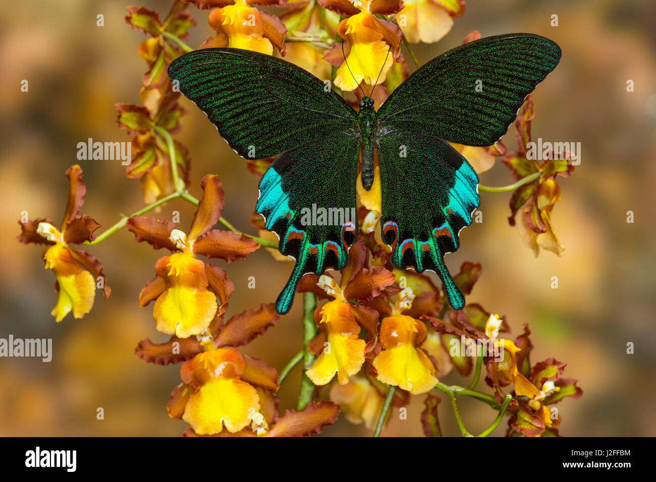 Luzon Peacock Swallowtail Butterfly from Philippines, Papilio hermeli Stock Photo