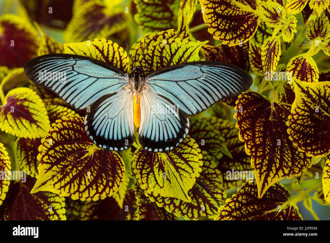 African Giant Blue Swallowtail Butterfly, Papilio zalmoxis Stock Photo